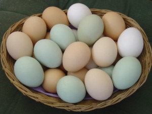 Eggs-1